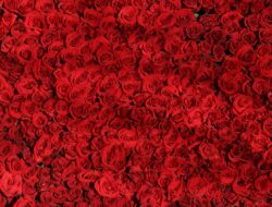 Menelisik 7 Filosofi Bunga Mawar, Bukan sekadar Lambang Cinta Sejati