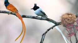 Mengenal Burung Tali Pocong yang Bersuara Nyaring