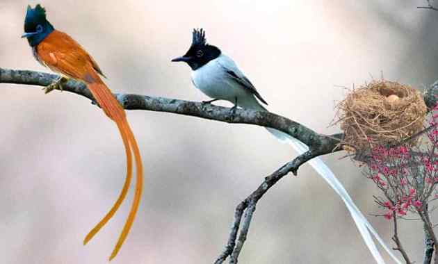 Mengenal Burung Tali Pocong yang Bersuara Nyaring