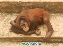 Potret Primata Asli Indonesia yang Hampir Punah