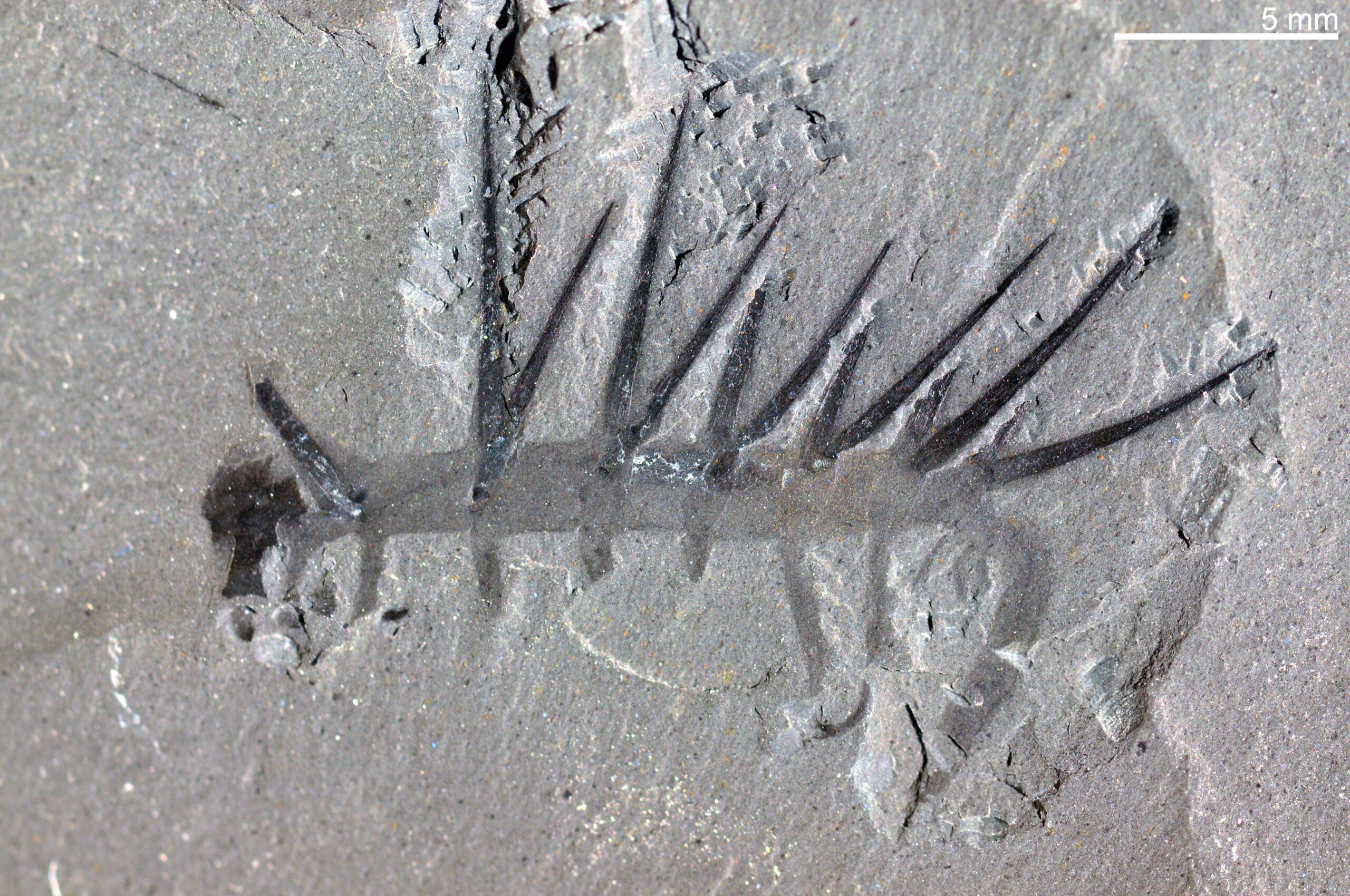 fosil hewan prasejarah hallucigenia