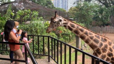 Beri Makan Satwa di Bandung Zoo, Kini Bisa Dapatkan Diskon 50 Persen! Catat Tanggalnya