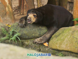 Satu-satunya Beruang Asal Indonesia yang Terancam Punah