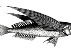 Berumur Pendek! 5 Fakta Menarik Seputar Ikan Terbang, Apa Benar Bisa Terbang?