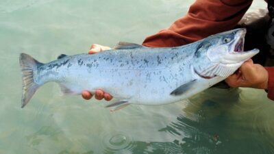 Mengenal 5 Manfaat Ikan Salmon Bagi Kesehatan