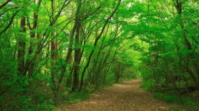 Misteri Aokigahara yang Dikenal sebagai Hutan Kematian, TKP Bunuh Diri Paling Seram di Jepang
