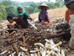 Tidak Makan Nasi Selama Satu Abad, Ini Potret Kehidupan Masyarakat Kampung Cireundeu di Cimahi