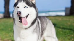 Siberian Husky, Mengungkap Fakta Menarik tentang Ras Anjing yang Menakjubkan