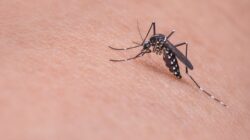 Alasan Nyamuk Suka Terbang di Sekitar Telinga Manusia