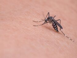Suka Bikin Kesal, Ternyata Ini Alasan Nyamuk Sering Terbang ke Telinga Kita