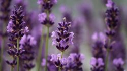 5 Manfaat yang Akan Kamu Dapatkan Jika Meletakan Bunga Lavender Didalam Rumah
