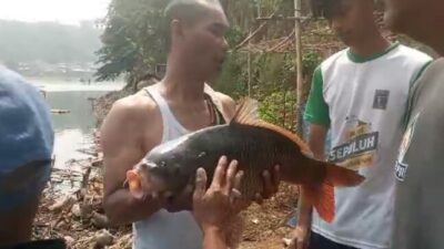 Ikan Mas Besar Ditangkap di Situ Ciburuy, Warga Heboh karena Jarang Terjadi
