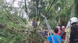Hujan Lebat Tumbangkan Pohon Besar di Cimahi Utara, Akses Lalu Lintas Lumpuh