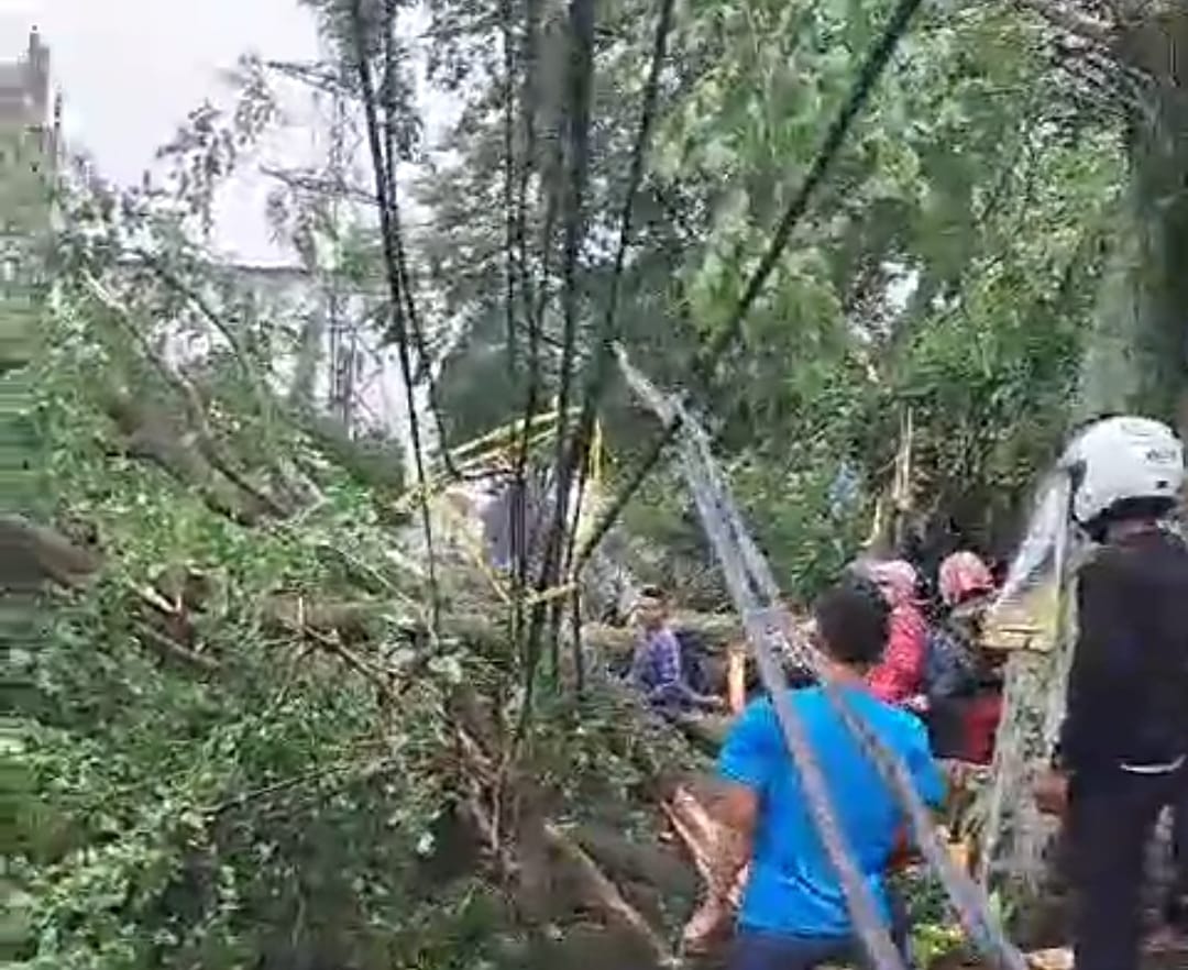 Hujan Lebat Tumbangkan Pohon Besar di Cimahi Utara, Akses Lalu Lintas Lumpuh