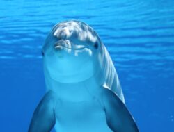 6 Fakta Menarik Lumba-Lumba, Hewan Mamalia yang Hidup di Air