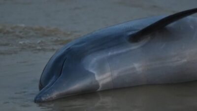 Kemarau Ekstrem, Ratusan Lumba-Lumba Mati di Sungai Amazon