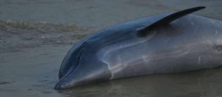 Ratusan Lumba-Lumba Mati di Sungai Amazon