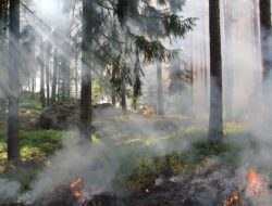 Pemprov Imbau Masyarakat Agar Hati-hati Bahaya Kebakaran di Musim Kemarau