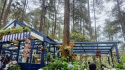 Lagi Viral, Golden Pine Orchid Forest Cikole Siap Suguhkan Healing Terbaik di Momen Liburan Akhir Tahun
