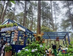 Lagi Viral, Golden Pine Orchid Forest Cikole Siap Suguhkan Healing Terbaik di Momen Liburan Akhir Tahun