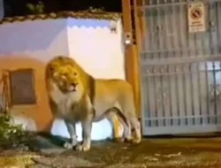 Viral! Singa Sirkus di Italia Kabur dari Kandang, Berkeliaran Bebas di Tengah Kota