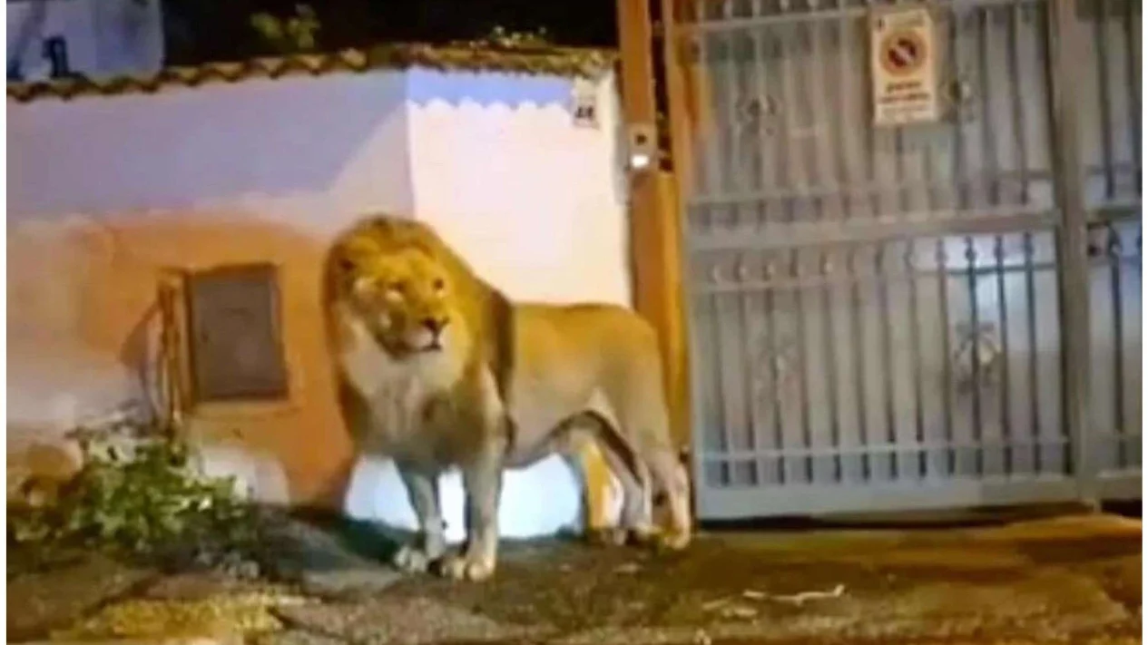 Singa Sirkus di Italia Kabur dari Kandang
