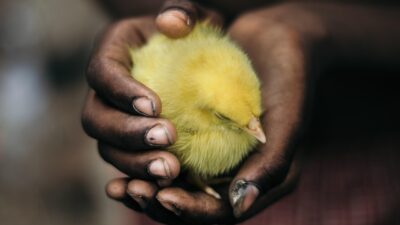 7 Cara Merawat Anak Ayam yang Mudah Dilakukan di Rumah