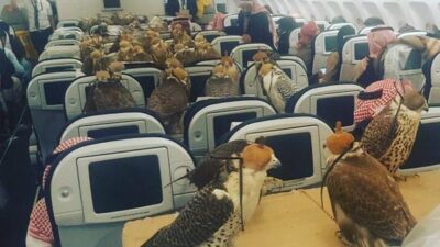 Pangeran Saudi Sewa Pesawat untuk elang