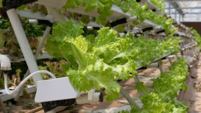 Kiat Sukses Memulai Bisnis Sayuran Hidroponik di Rumah