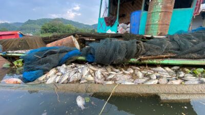 Kematian Ikan di Saguling akibat Up Welling dan Pencemaran Mencapai 150 Ton