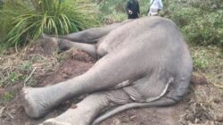 Gajah Liar di Way kambas Bernama Dugul Ditemukan Tewas di Areal PLG