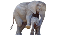 Fakta Menarik Seputar Gajah