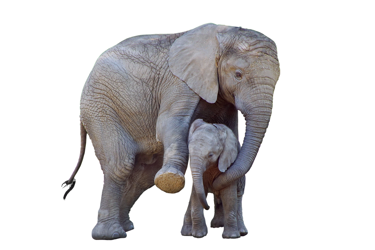 Fakta Menarik Seputar Gajah