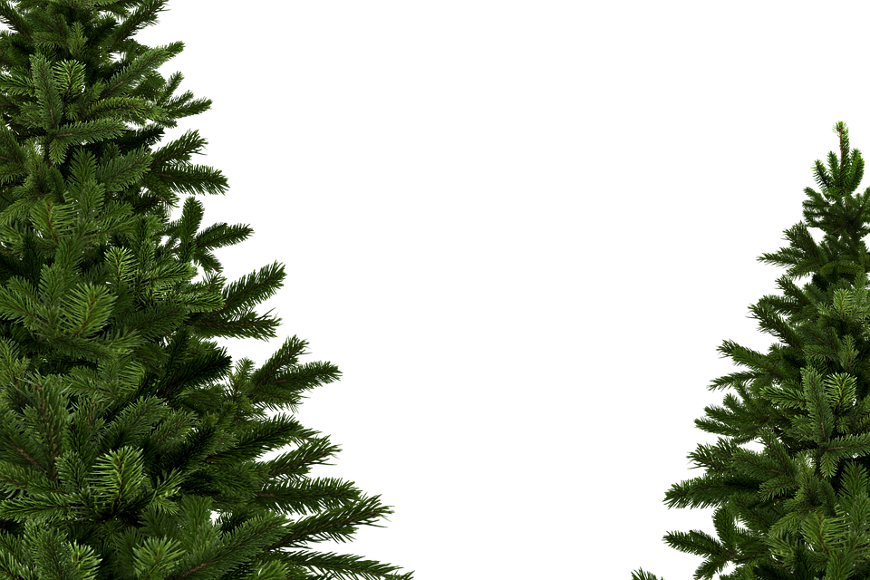 Asa-Usul Pohon Cemara Jadi Pohon Natal