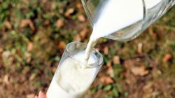Rekomendasi Susu Penambah Berat Badan