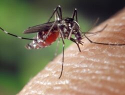 Benarkah Nyamuk Wolbachia Bawa Virus LGBT? Begini Tanggapan Pihak Kemenkes