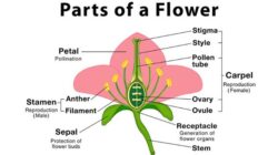 10 Bagian Bunga beserta Penjelasan dan Fungsinya