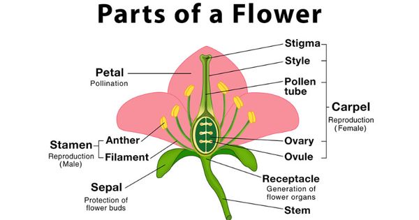 10 Bagian Bunga beserta Penjelasan dan Fungsinya