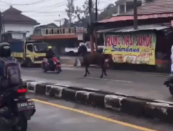 Video Tabrakan Kuda dengan Pemotor di Sumedang Viral, Diduga Lepas dari Kandang