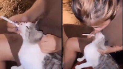 Viral Video Wanita Paksa Kucing Hisap Rokok
