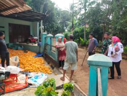 Kelompok Tani Desa Cipeundeuy KBB Panen 3 Ton Jagung Kering untuk Ketahanan Pangan