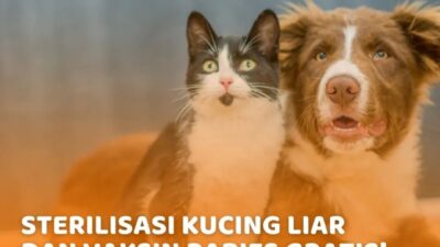 DKPP Kota Bandung Gelar Vaksin Rabies dan Sterilisasi Kucing Liar Gratis, Catat Tanggal dan Syaratnya