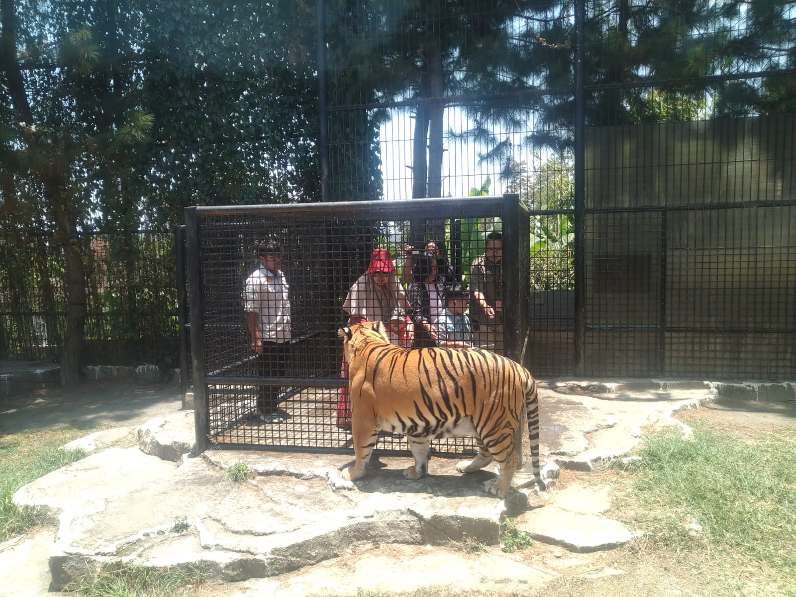 kebun binatang pajak