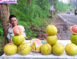 Harga Sayuran Anjlok, Petani di KBB Beralih Profesi Jadi Penjual Jeruk Bali Musiman