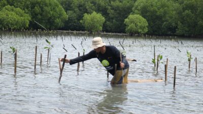 Peringati Hari Bumi Sedunia, Bio Farma Tanam 4000 Mangrove di Pantai Subang